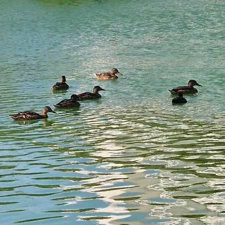 Dorana Lefkosa * Gonyeli