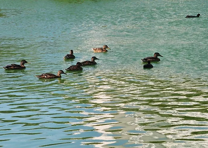 Dorana Lefkosa * Gonyeli